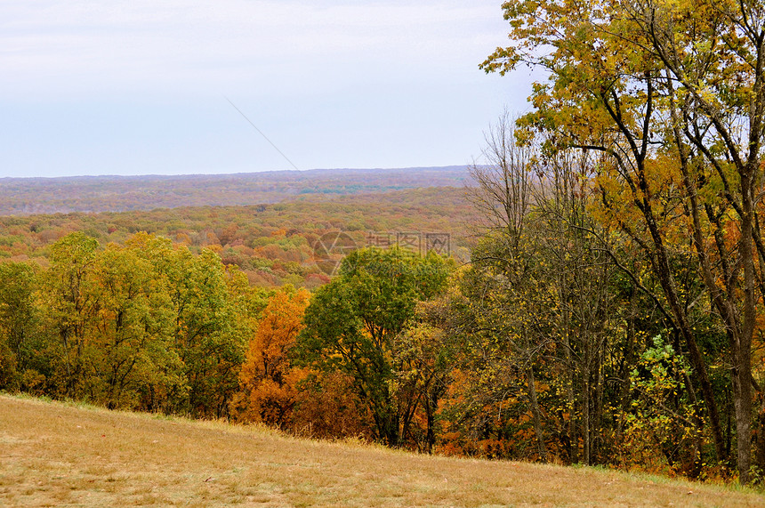 布朗县国家公园树叶树干换季季节植物群树木丘陵叶子爬坡绿色图片