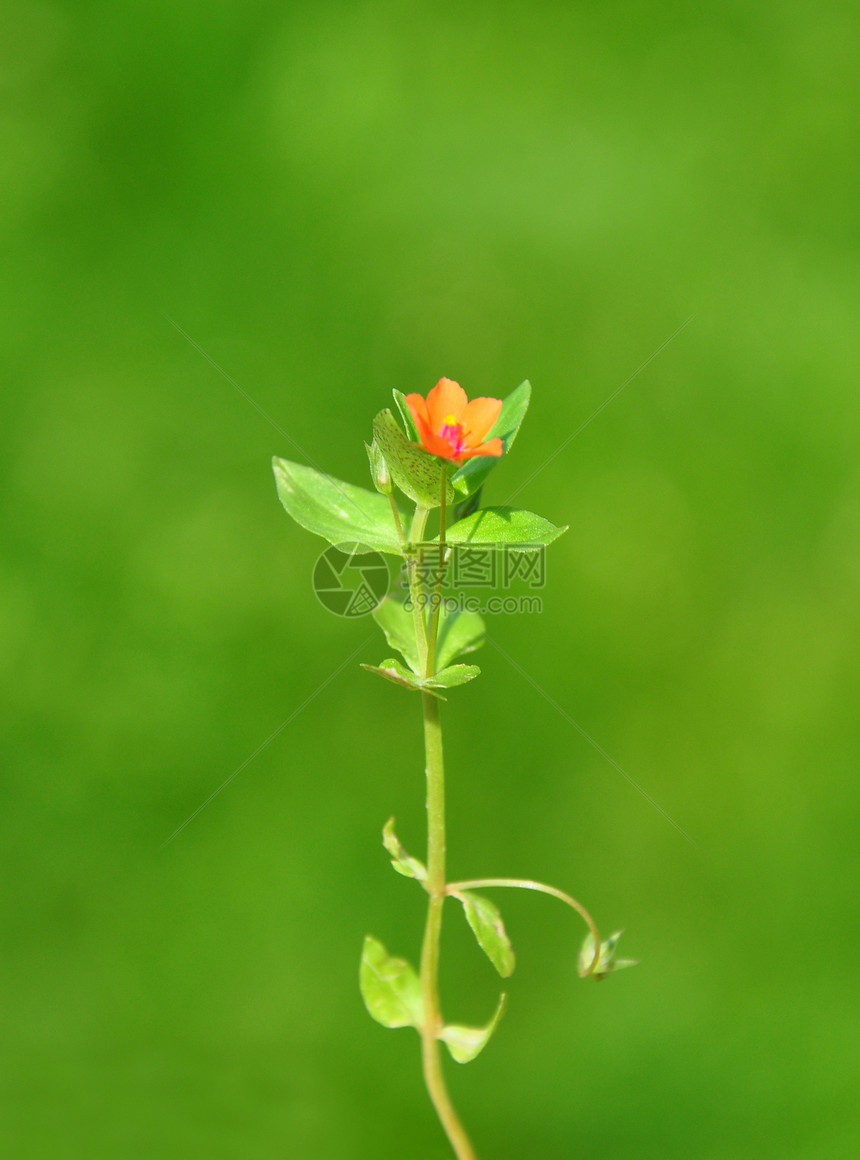 红皮条植物群植物荒野红色菝葜草本植物橙子仙女图片