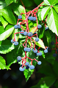 弗吉尼亚爬行者荒野水果葡萄科蓝色红色爬山虎五叶草浆果衬套藤蔓背景图片