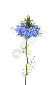 爱情主义者植物荒野黑种草蓝色植物群草本植物白色紫色高清图片