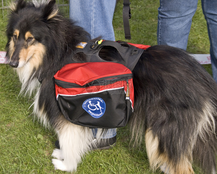 警犬服务犬牧羊犬护卫犬野生动物小狗图片