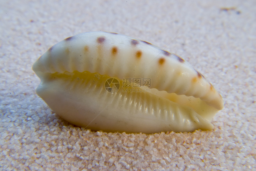 贝壳蛤蜊螺旋冥想地理住房海滩蜗牛壳蜗牛禅园图片