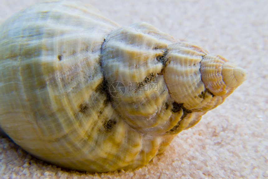 贝壳蛤蜊地理蜗牛螺旋海滩冥想住房蜗牛壳禅园图片