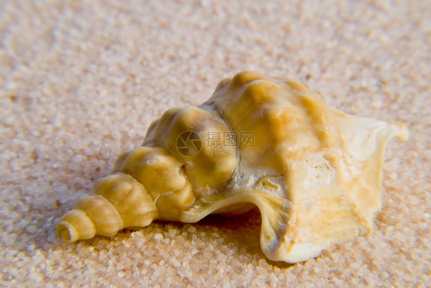 贝壳住房蜗牛冥想海滩地理螺旋蜗牛壳蛤蜊禅园图片