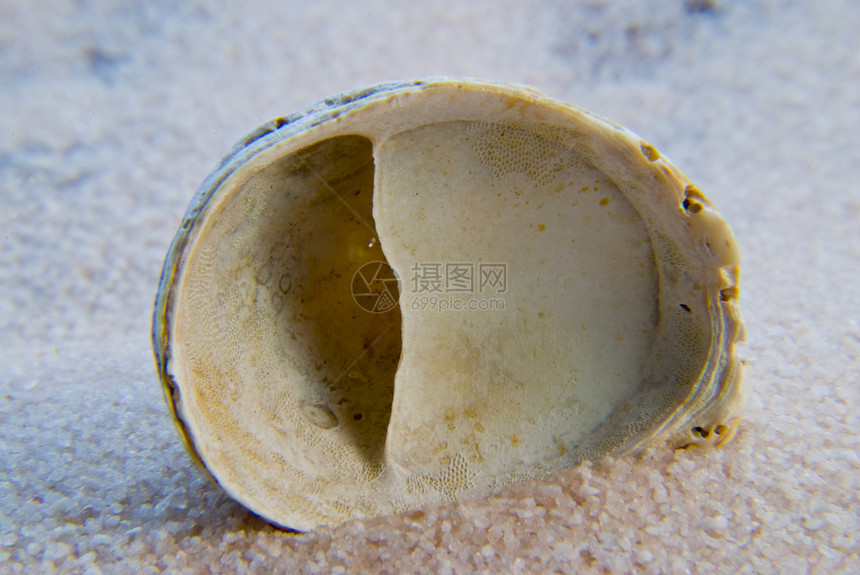 贝壳地理海滩蜗牛冥想蜗牛壳住房禅园蛤蜊螺旋图片
