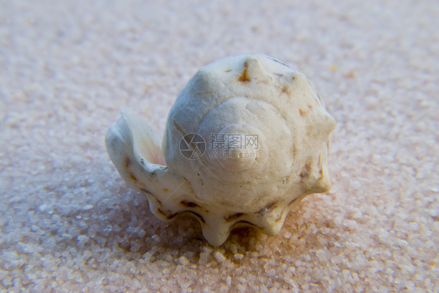 贝壳冥想螺旋海滩禅园蛤蜊住房蜗牛壳蜗牛地理图片