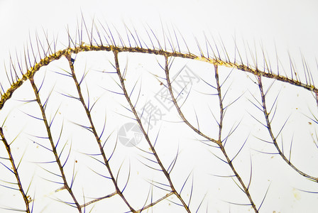 蚊子之翼照片显微昆虫气管模具科学翅膀摄影缩影生物学高清图片