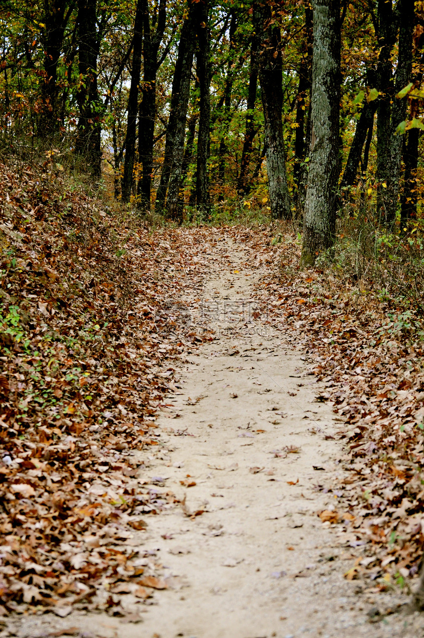 布朗县国家公园树木叶子季节树叶爬坡丘陵树干小路换季植物群图片