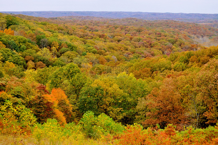 布朗县国家公园树叶爬坡植物群换季丘陵树木树干季节绿色叶子图片