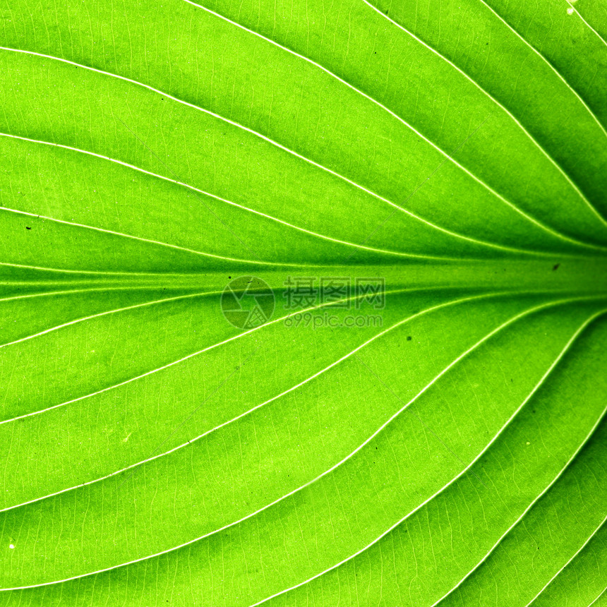 绿叶静脉阴影网格桦木植物生长情调绿色床单植物群生活图片