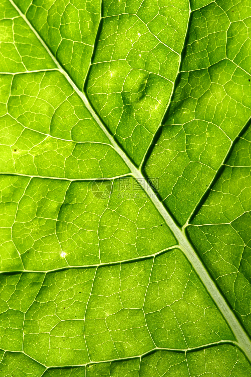 绿叶静脉绿色光合作用阴影生长叶子异国情调阳光花园宏观图片