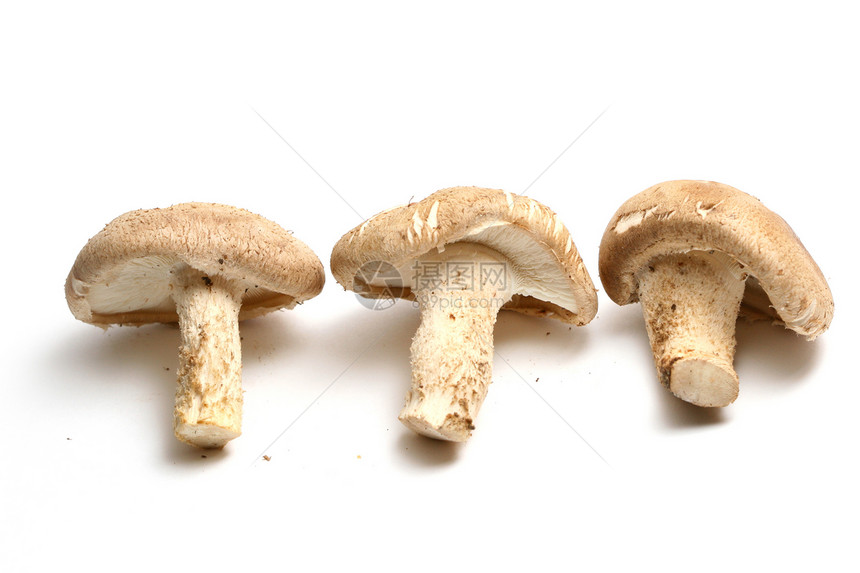 蘑菇药品异国白色生产烹饪情调愈合培育食物美食图片