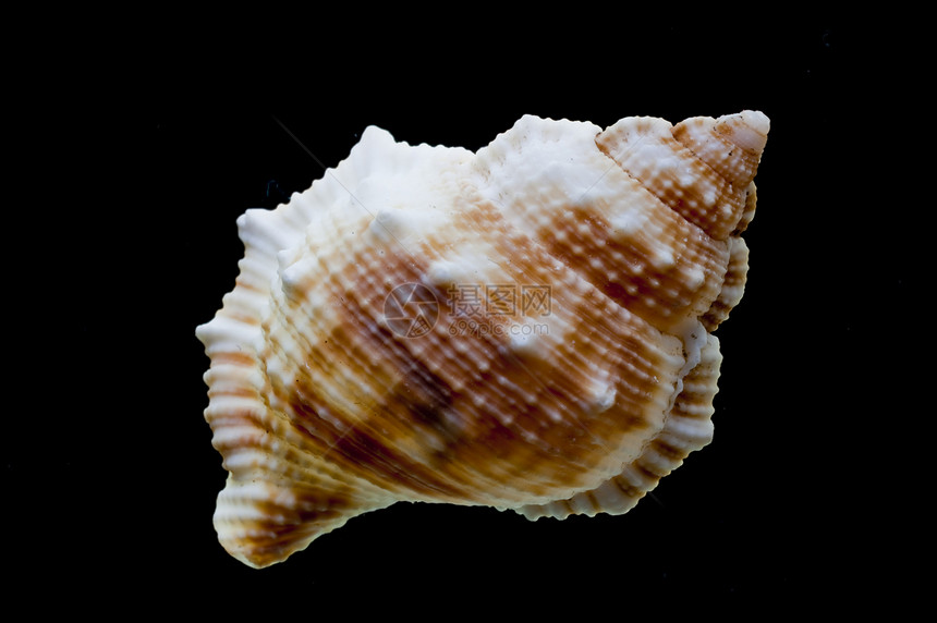 斯奈尔壳壳牌甲壳房子海洋动物脆皮蜗牛壳宏观背景贝壳蛤壳图片