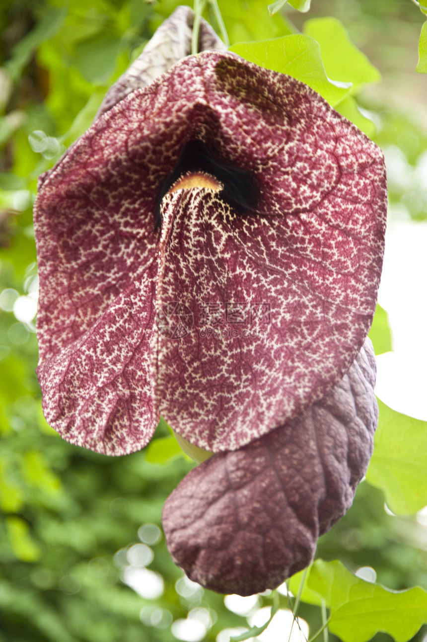 鲜花热带叶子花园植物学植物园绿色植物植物绿色植物群树叶图片