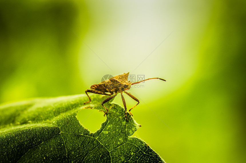 叶子上的臭虫寄生虫木头半翅目宏观昆虫漏洞图片