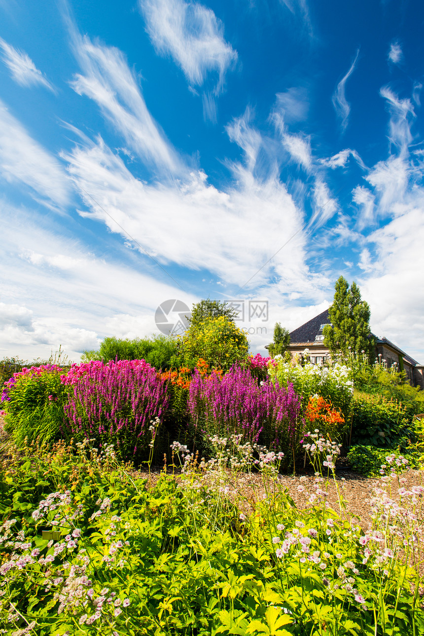 花朵天空季节花园花坛阳光紫色植物群场地蓝色公园草地图片