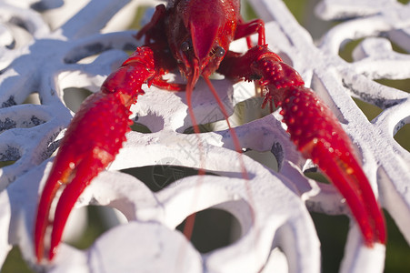瑞典小龙虾龙虾红色美食甲壳白色海洋银盘子小龙虾盘子螃蟹烹饪背景