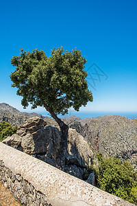 西班牙马洛卡岩石上的孤树高清图片
