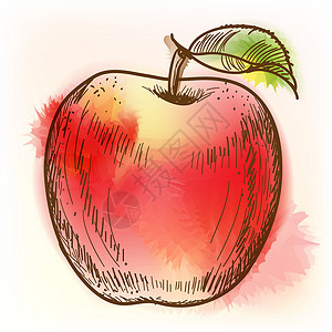 脆甜红苹果红苹果 水彩画插画