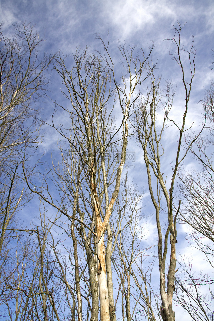 树上没有树叶环境树干休眠树枝四肢木材叶子植物木头季节图片