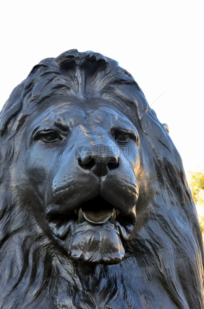特拉法加尔广场的狮子图片