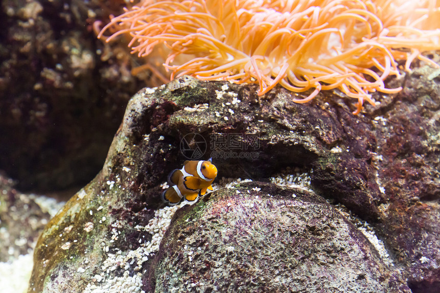 水族馆中的小丑鱼图片