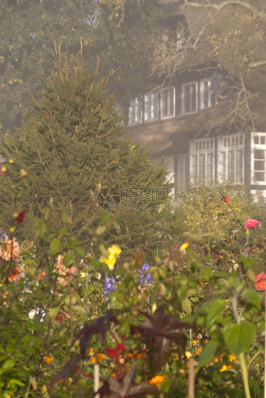 清晨鲜花花园薄雾植物玫瑰阴霾露珠牧歌屋顶大丽花植物群花朵图片