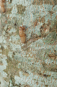树上的缝隙昆虫生活棕色泥沼生长生态背景图片