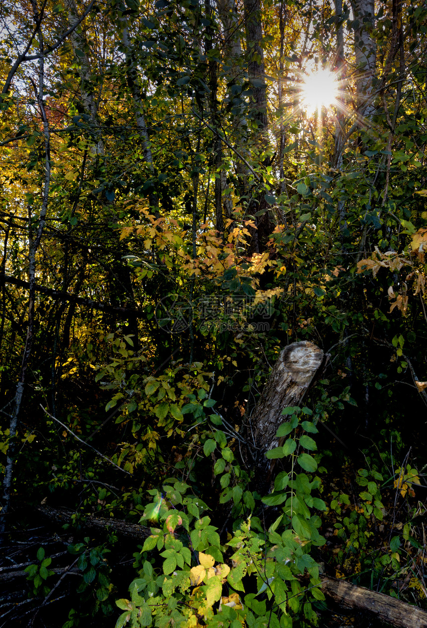 穿越森林的阳光照耀图片