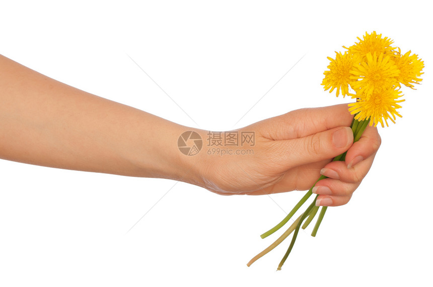 黄色花层植物群花瓣植物学花束生长手臂植物后代生物学草本植物图片
