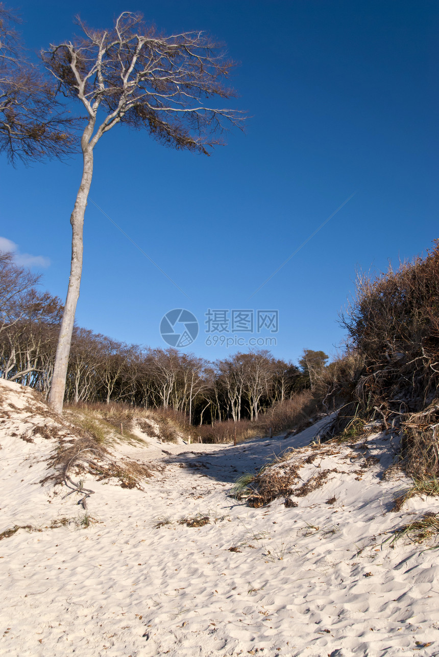 德国达尔斯海滩沙滩倾斜海岸线松树牧歌木头森林保护区沙丘支撑图片