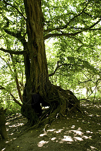 树蓝色草地橡木天空森林绿色树木树叶木头植物学背景图片