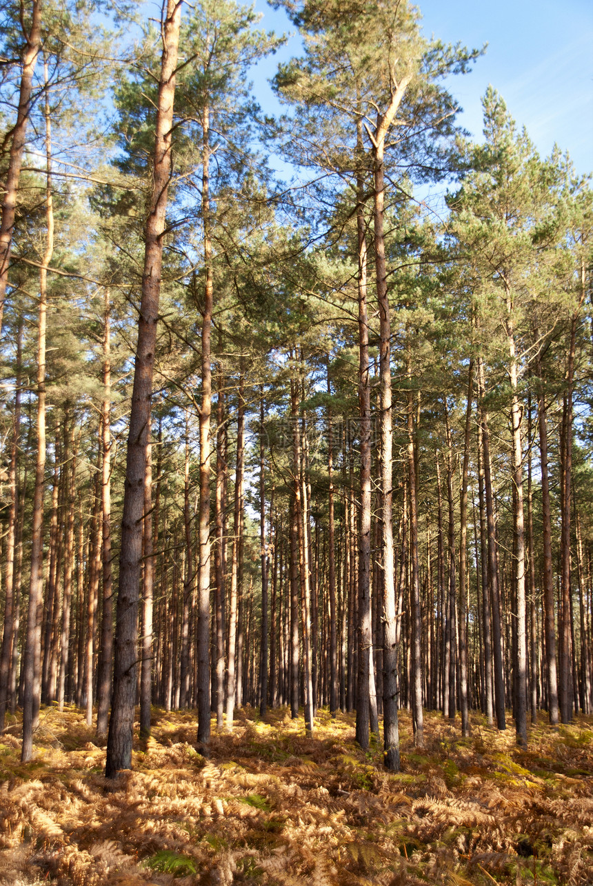 达尔斯森林自然保护区海岸气味保护区松树植被偏斜树木木头倾斜图片