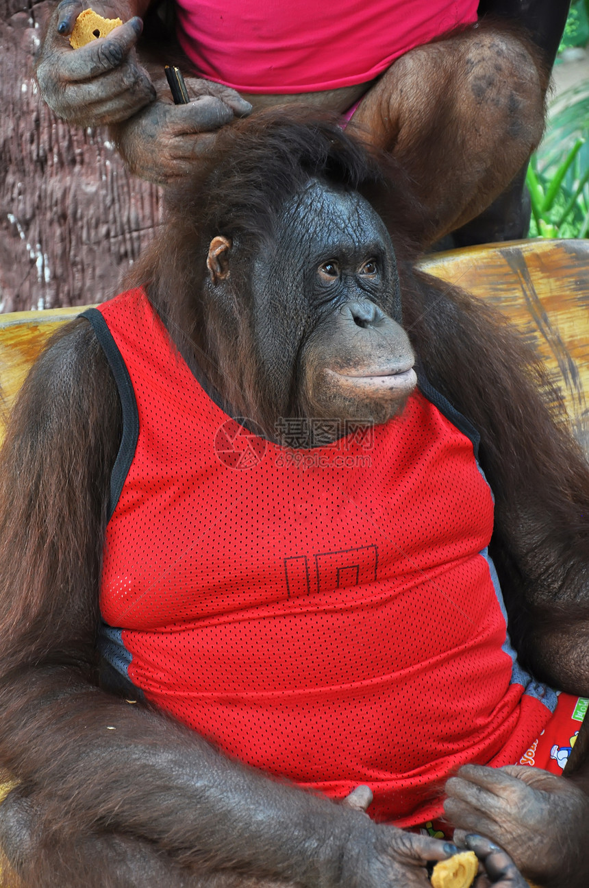 奥兰古人丛林棕色毛皮动物园猿猴哺乳动物猩猩野生动物头发动物图片