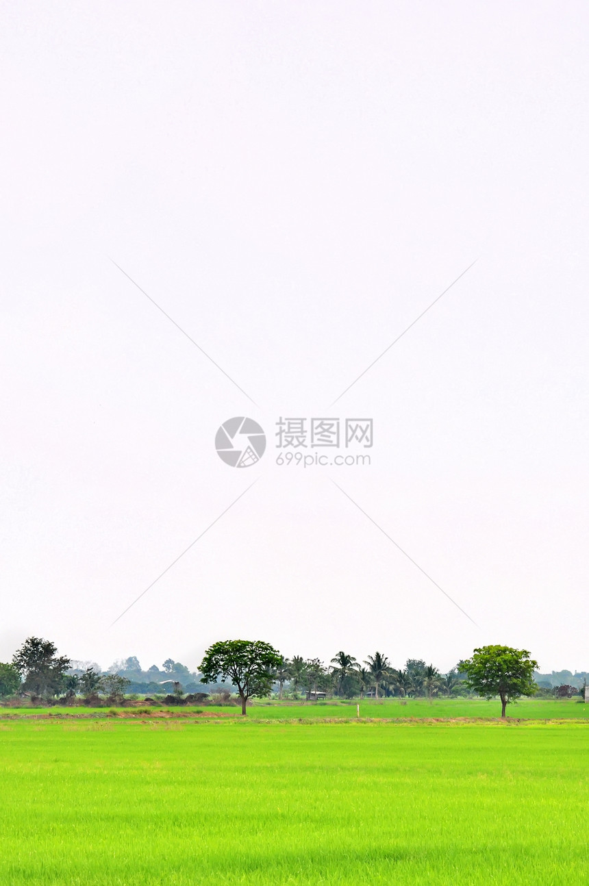 稻田景观国家环境叶子场景天空季节土地谷物农场食物图片
