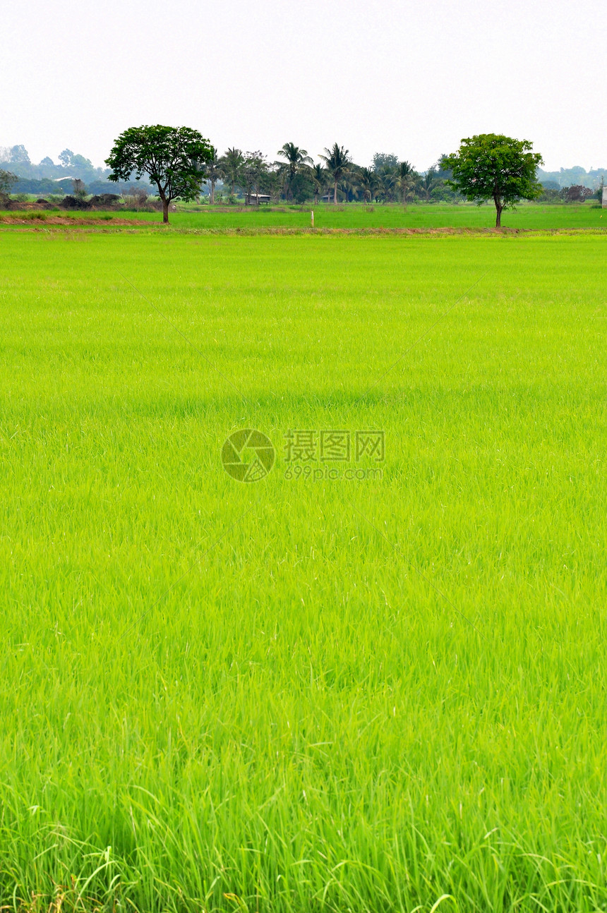 稻田景观国家热带植物群草地谷物农田场地叶子粮食生长图片