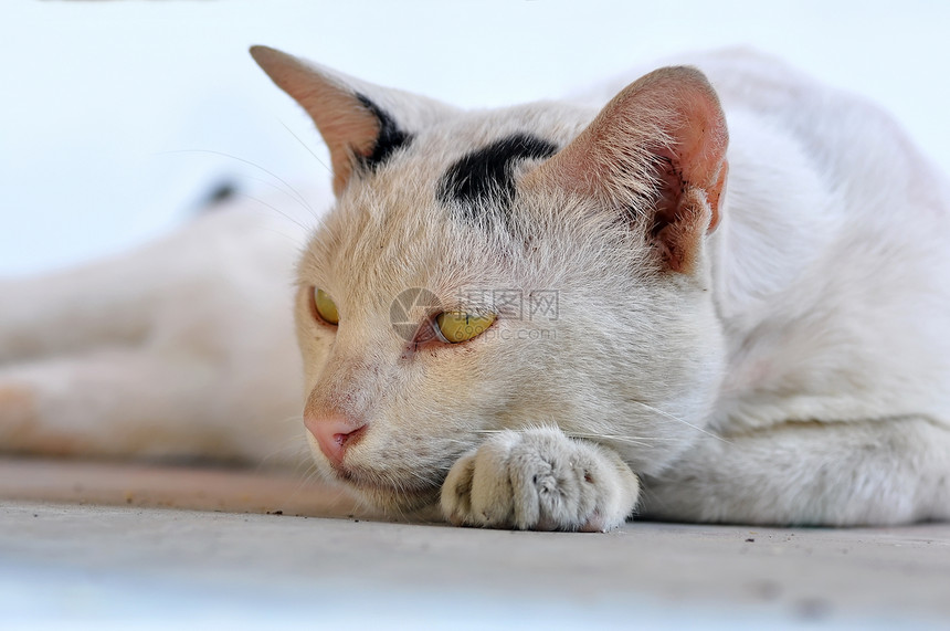 泰国猫灰色毛皮生物头发猫咪眼睛猫科动物小猫连体图片