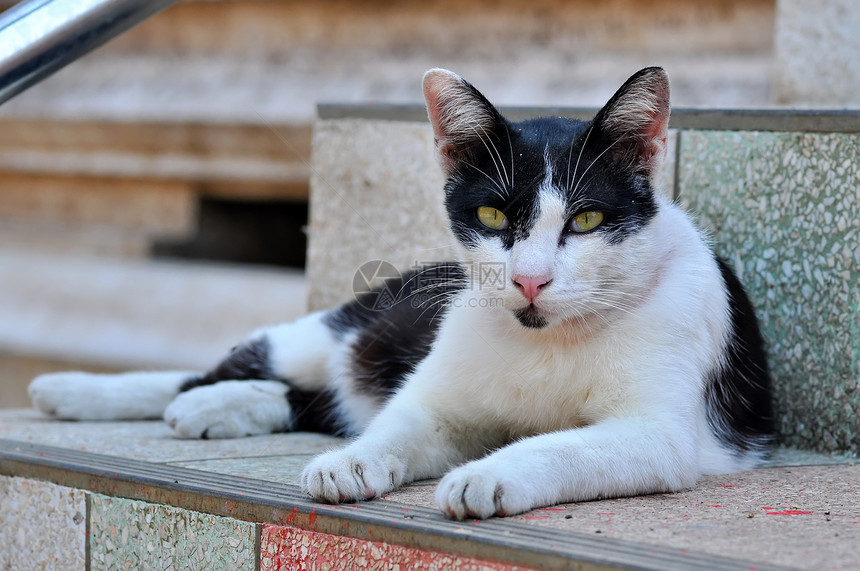 泰国猫哺乳动物生物灰色猫科小猫头发动物眼睛连体猫咪图片
