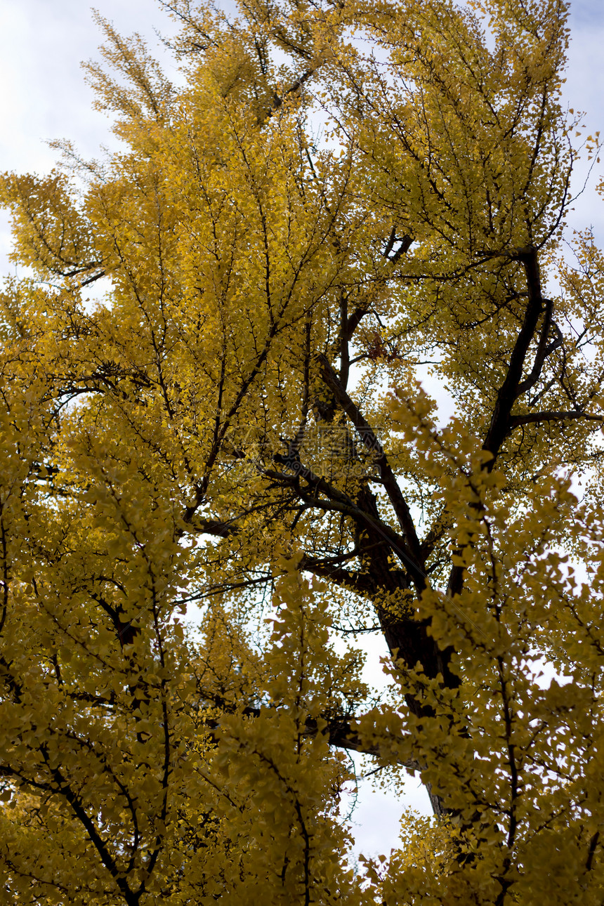 秋天黄树风景天气蓝色场景橡木叶子橙子场地木头环境图片