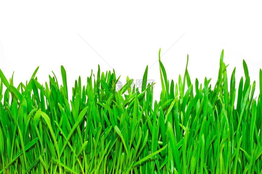绿绿草季节快乐桌面农场宏观风格地面晴天植物墙纸图片