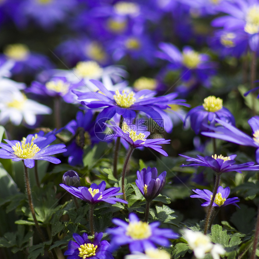 紫色日本葵香花宏观国家投标花瓣蓝色女性化植物群生长郁金香香气图片