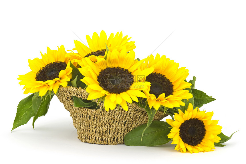 篮子中美丽的向日葵花花束女性化装饰植物学香味绿色白色太阳作品卡片植物图片