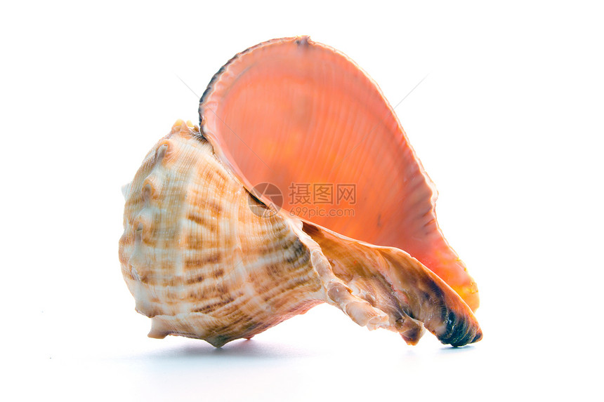 贝壳照片螺旋头足类宏观灭绝海洋生活码头食物蜗牛图片
