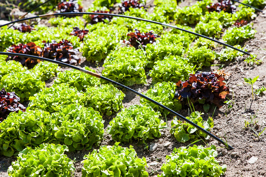 蔬菜园生长农业营养植物花园沙拉文化国家饮食绿色图片
