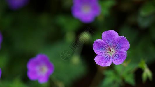 紫色 野性紫色天竺葵高清图片