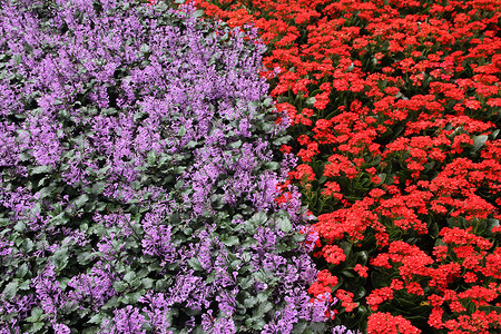 红色紫色花朵紫色和红色花花床背景背景