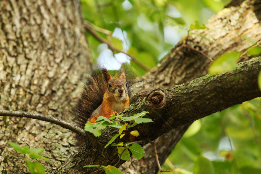 秋天森林中的松松鼠坚果哺乳动物毛皮栗鼠动物生物公园冒充头发野生动物图片