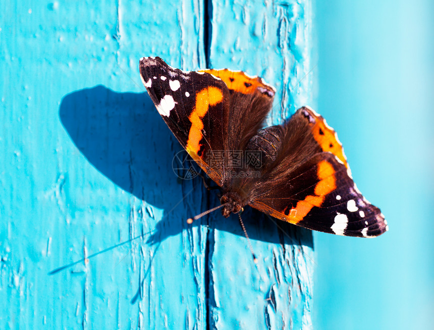 蝴蝶脆弱性翅膀美丽橙子快乐自由君主飞行动物优雅图片