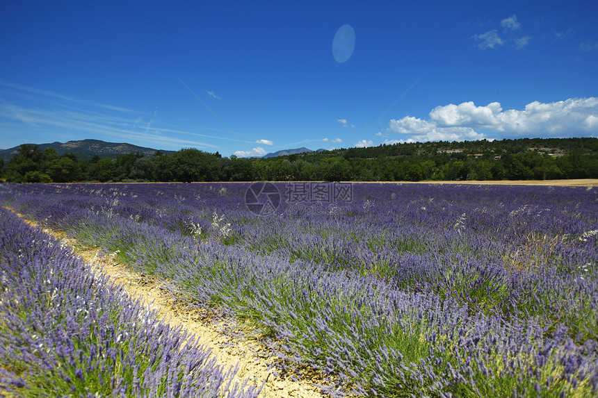 淡紫地疗法芳香农场风景香气农田线条收成紫色蓝色图片