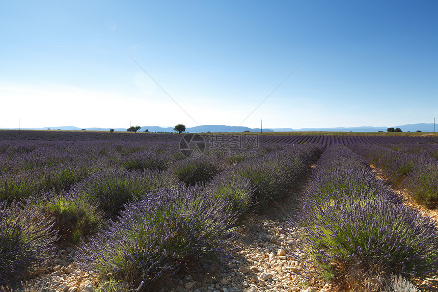 淡紫地疗法花朵农村线条农业农场风景紫色植物农田图片